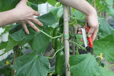 legumes com efeito de estufa