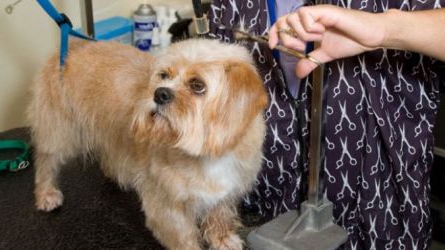 ein Hotel für Tiere eröffnen