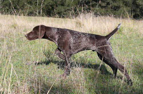 Arten und Methoden der Jagd