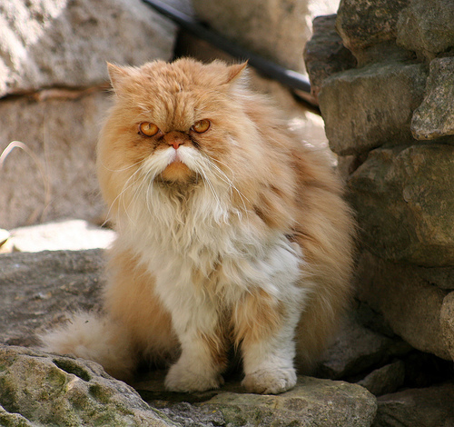 Bigodes de gato