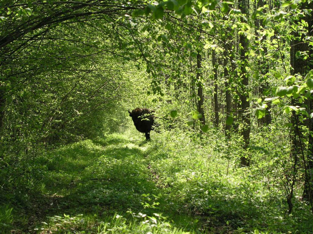 Bison Lebensraum