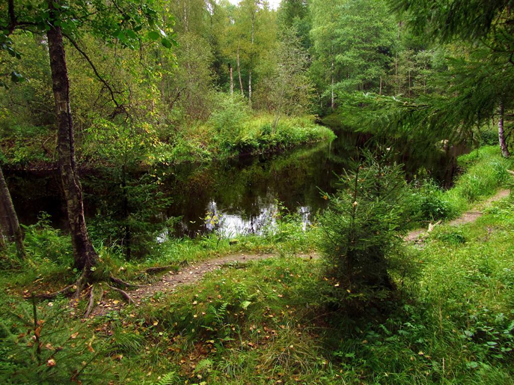 Fluss im Wald