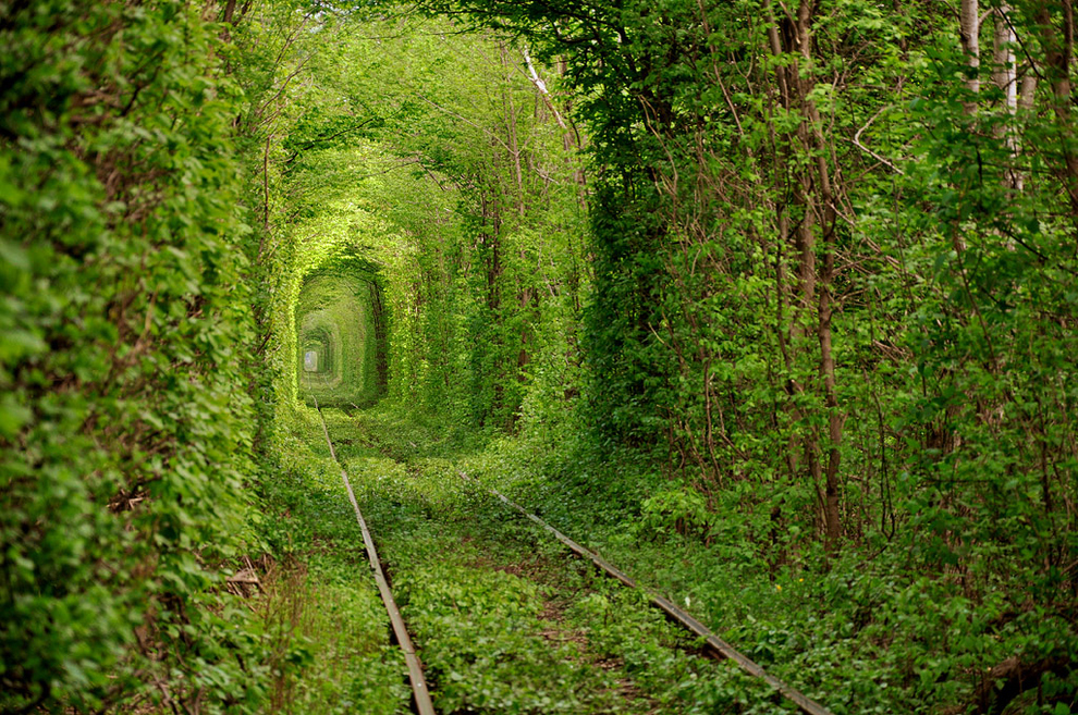 Eisenbahntunnel von lebenden Bäumen des Waldes