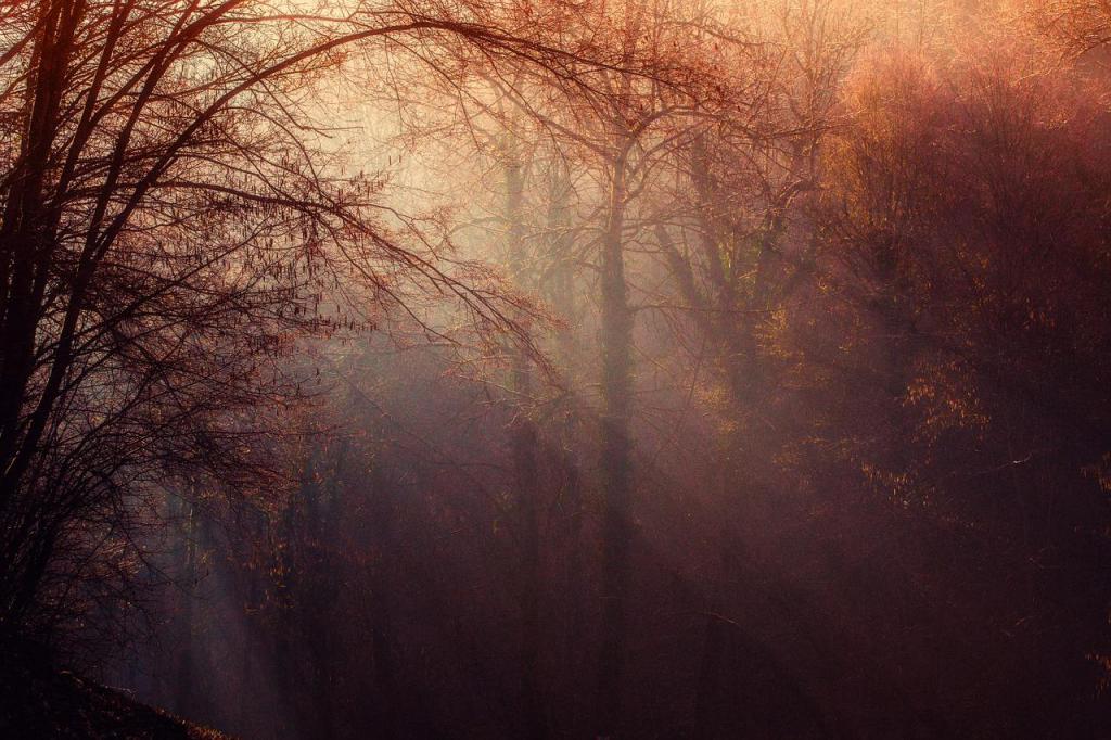 Wald - eine Quelle der Ruhe und Schönheit