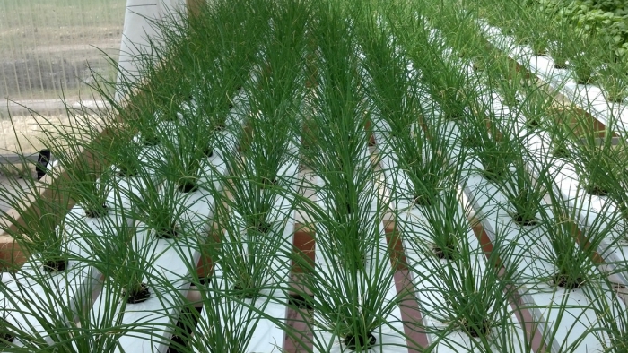 como cultivar verduras para venda