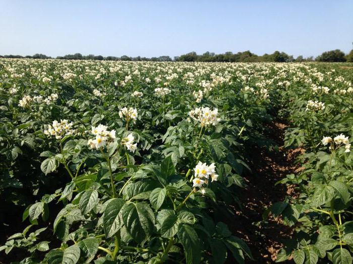 rendimento de batata de 1 ha por variedade