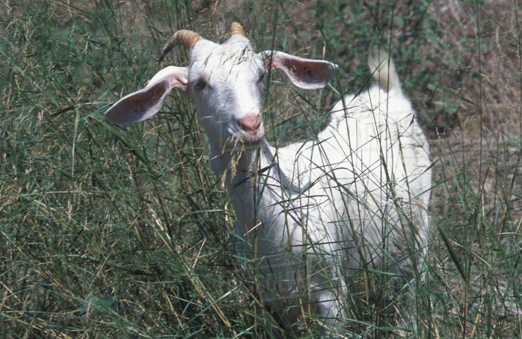 Ziege auf der Wiese