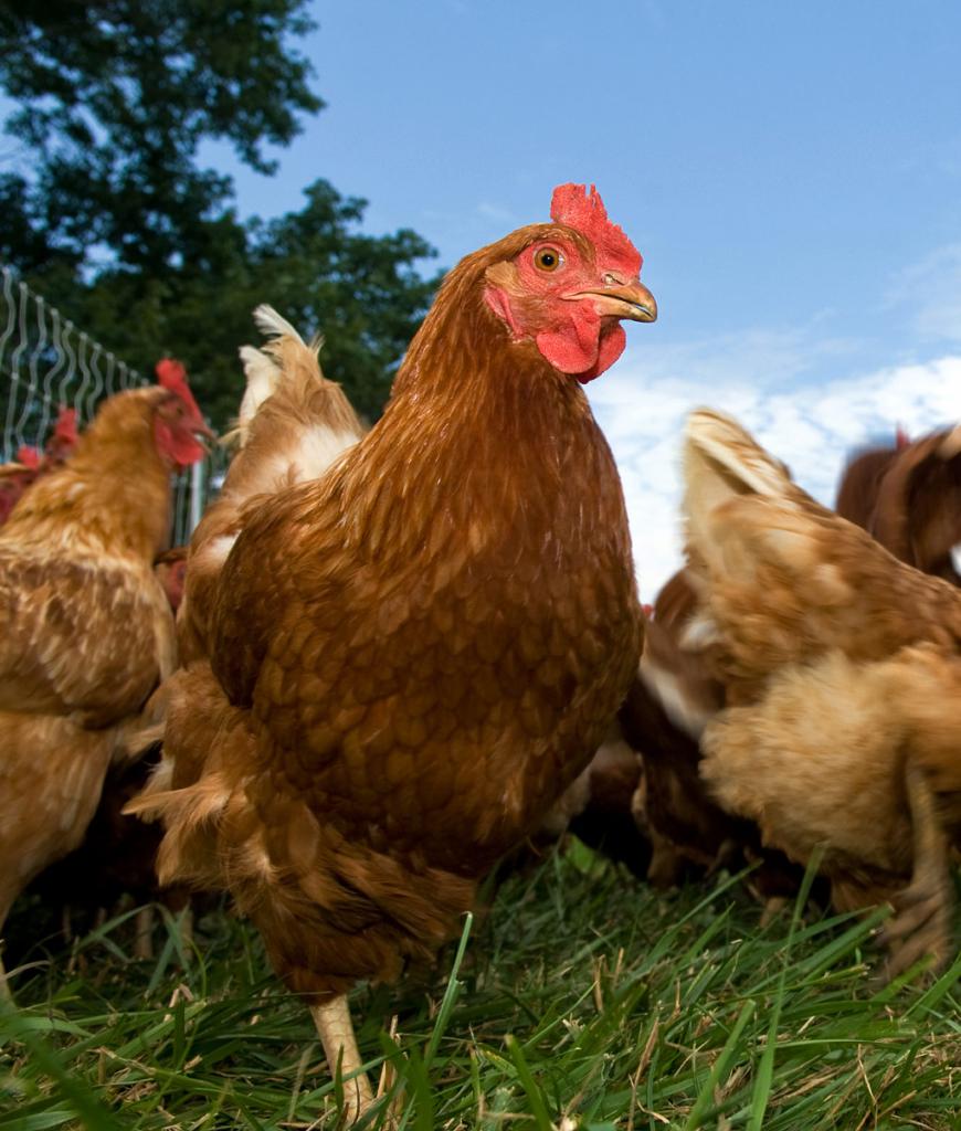 Aves de capoeira