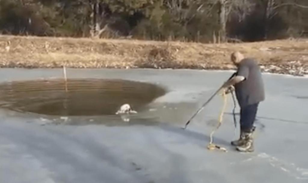 Salvação do amigo de quatro patas